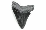 Fossil Megalodon Tooth - South Carolina #370485-1